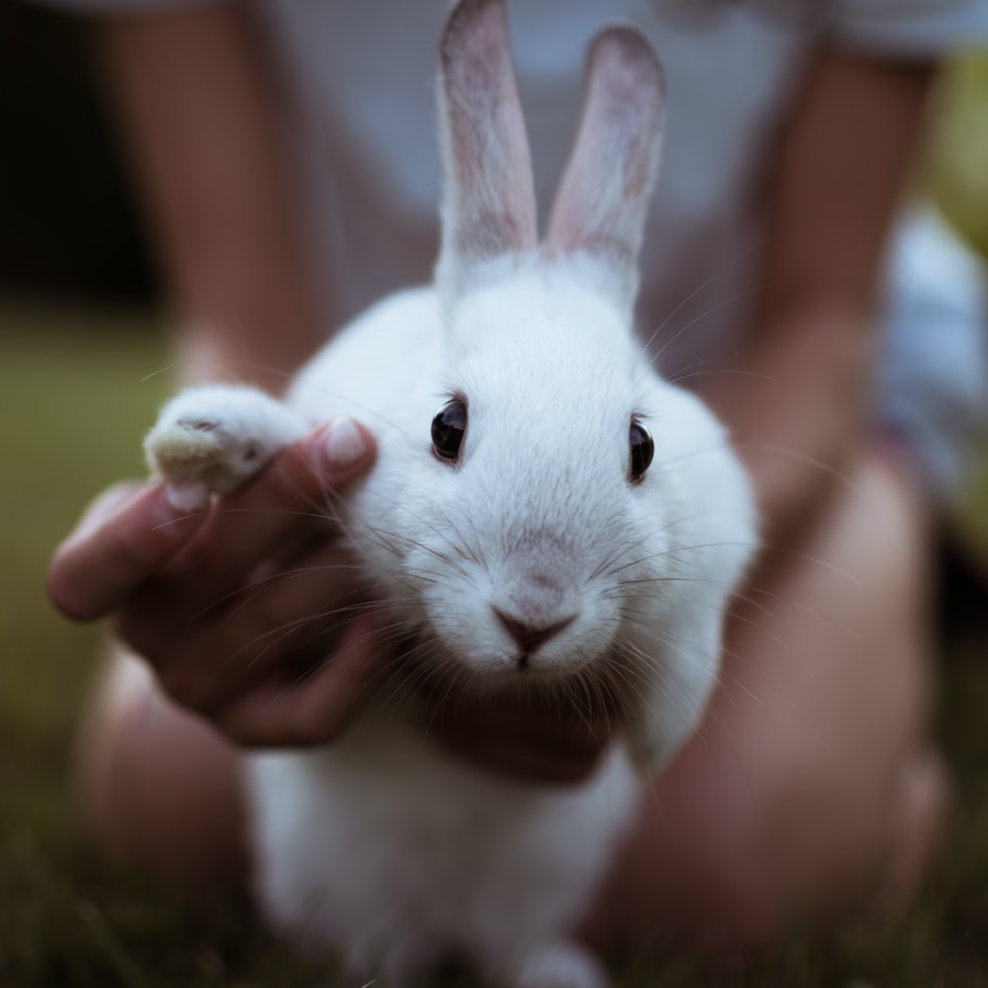 How to Trim Rabbit Nails
