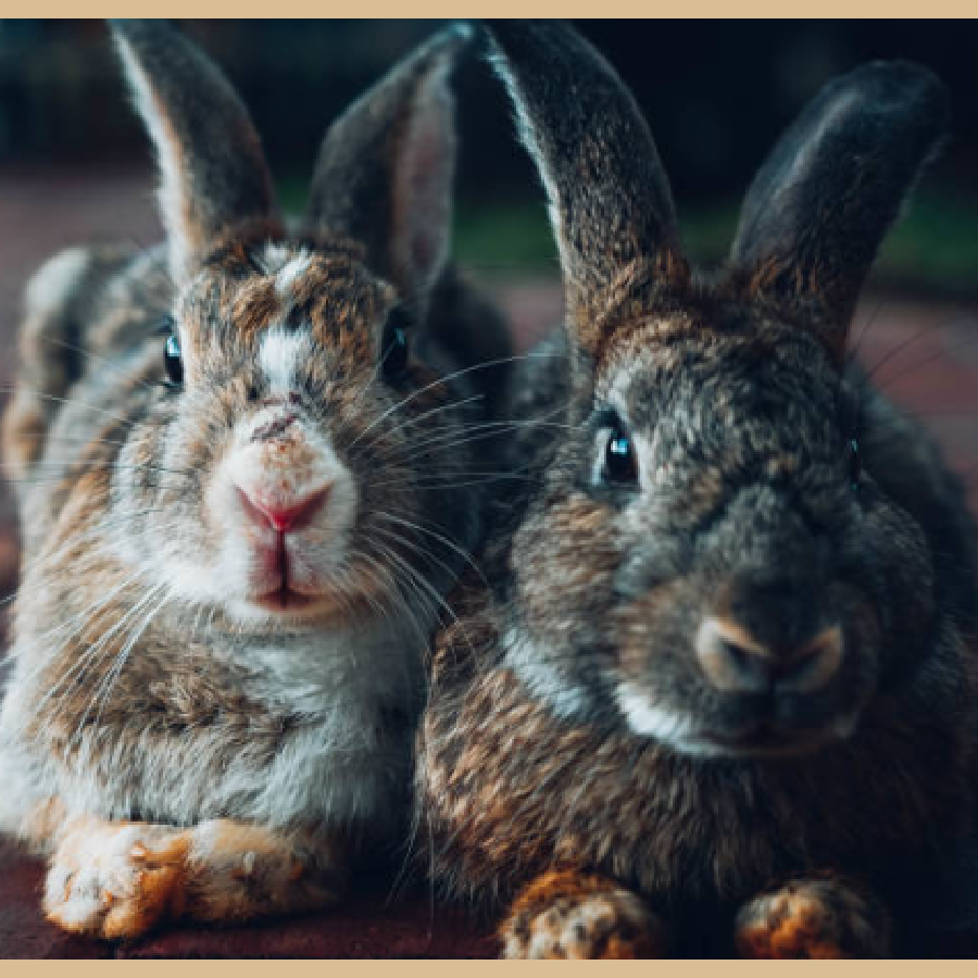 Building Bunny Bonds