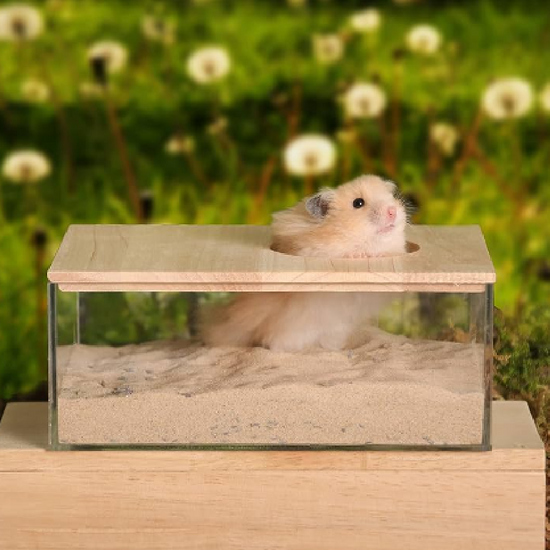 Exploring the Benefits of Sand Litter for Hamsters