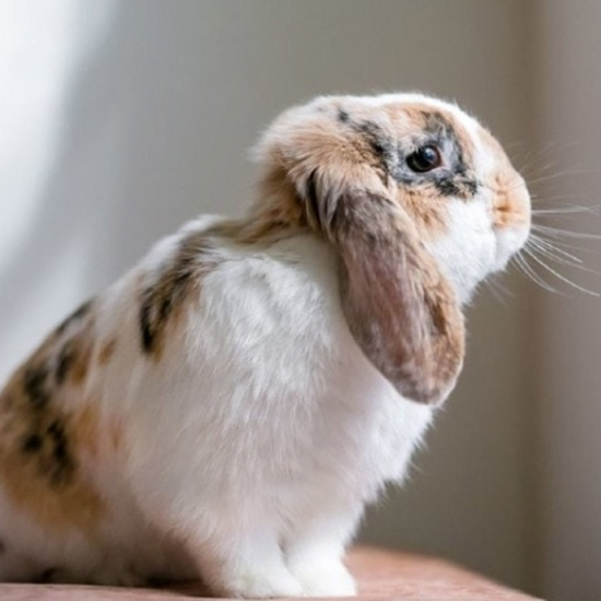 Hop to It: A Guide on Litter Training Your Bunny