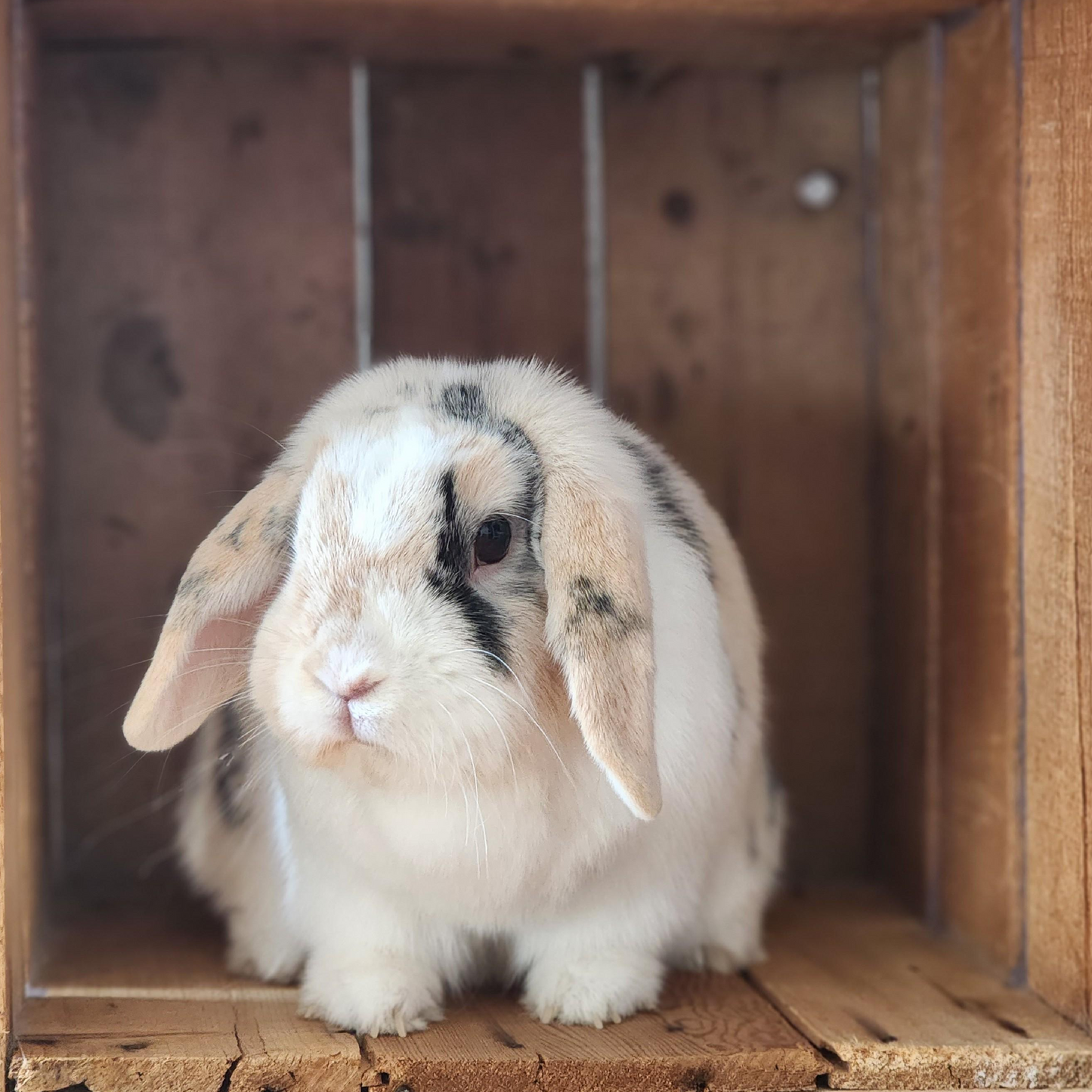 Understanding Rabbit Behavior and Body Language