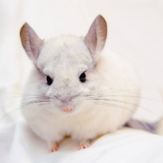 Things you need to know before getting a Chinchilla