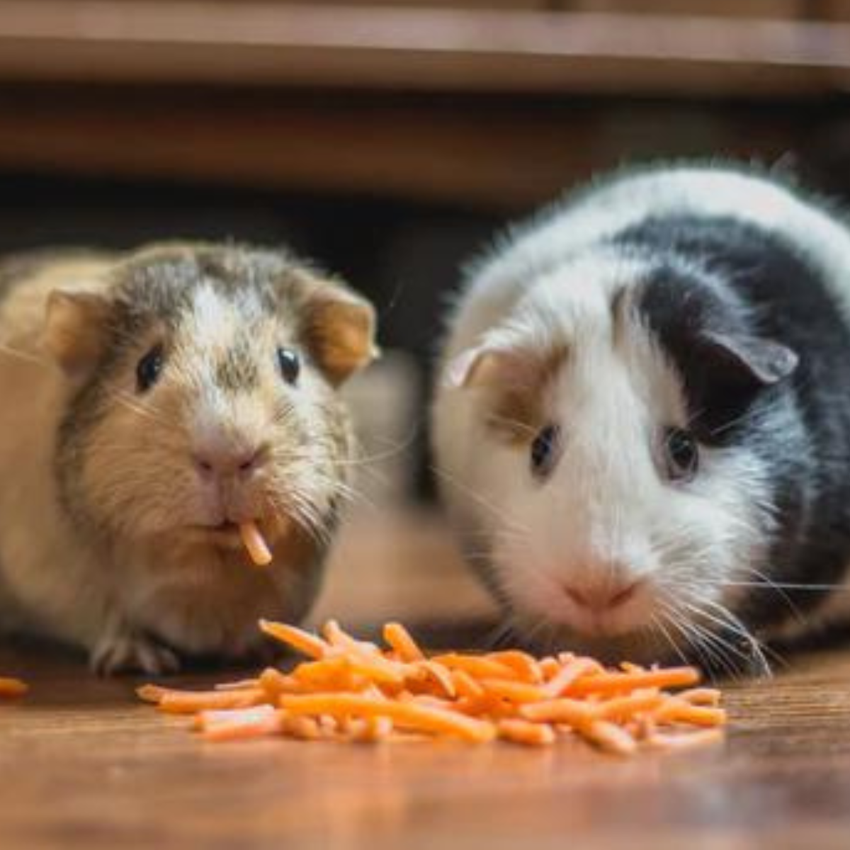 What does your guinea pig need?