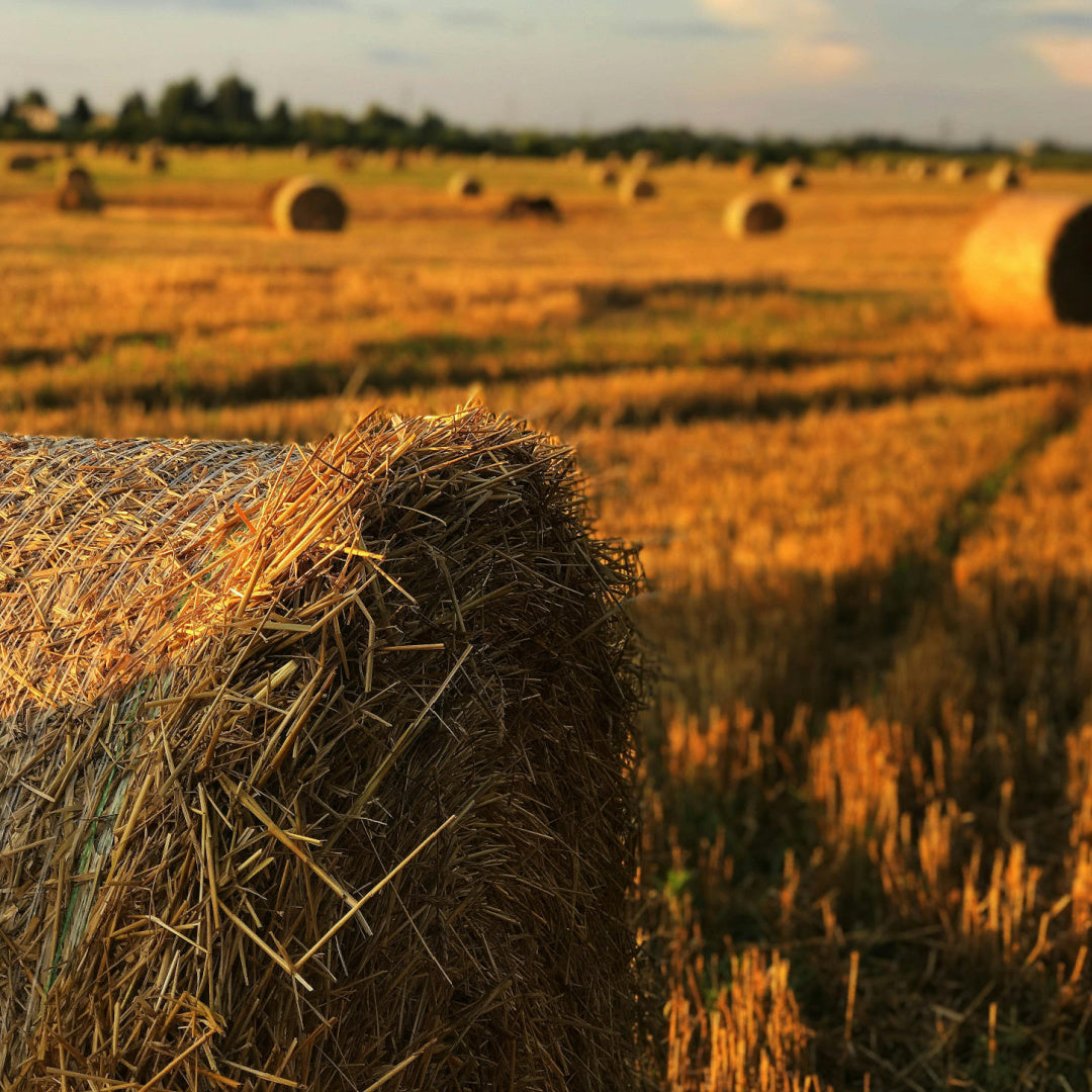 How to Choose the Right Hay for Your Small Pet