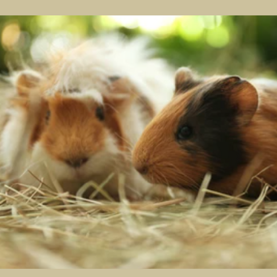 Understanding Guinea Pig Behavior and Body Language