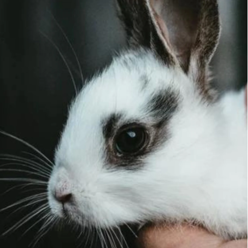 Adoption of a rabbit