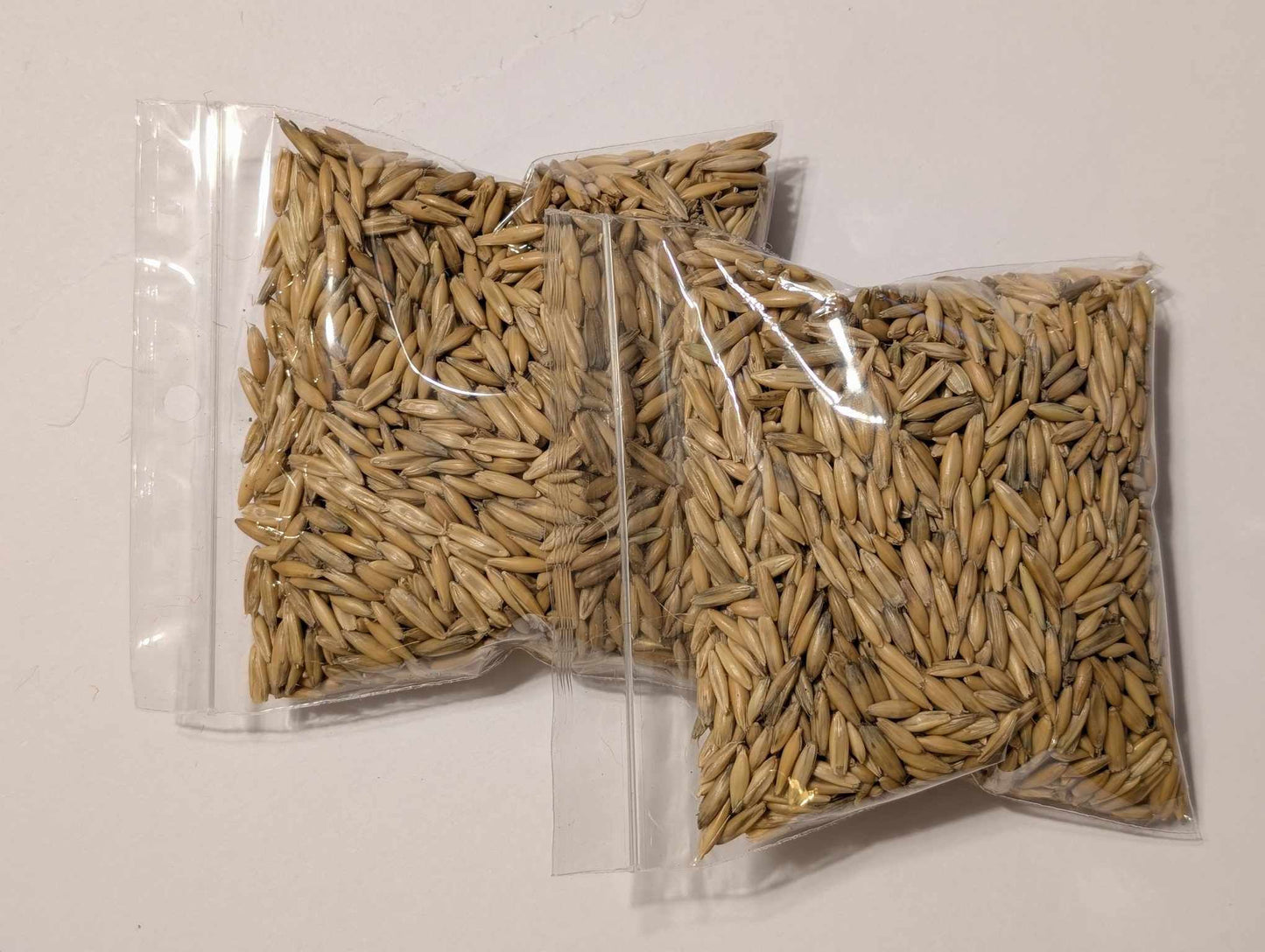 Oat Seeds – 2 Bags