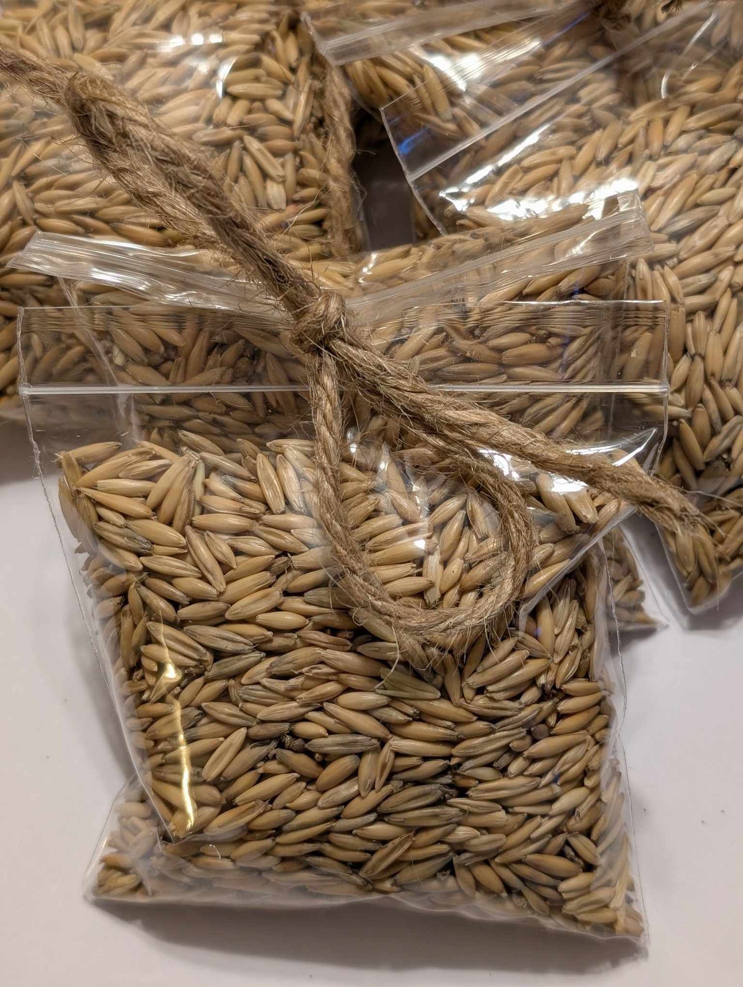 Oat Seeds – 2 Bags