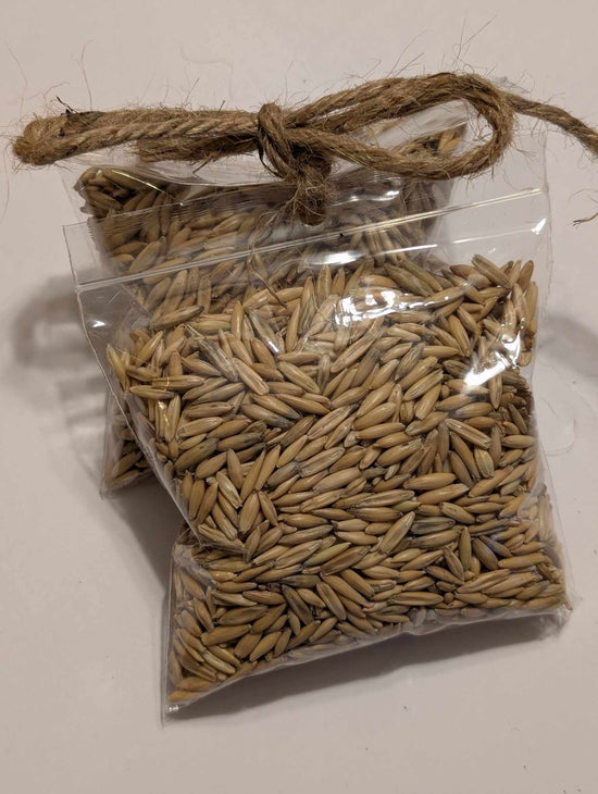 Oat Seeds – 2 Bags