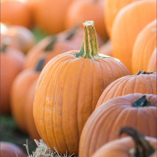 Pumpkin Cookies